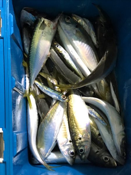 ヤザワ渡船 釣果