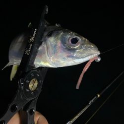 Monster Rush! 釣果