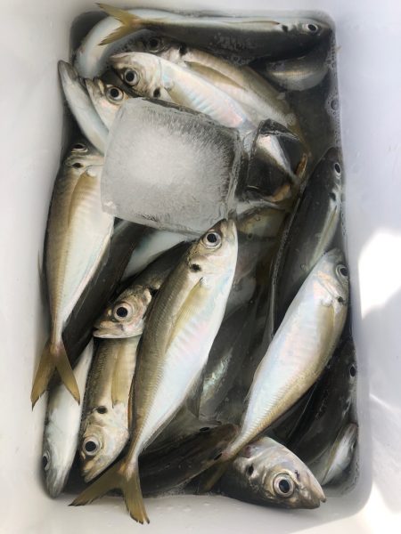 ヤザワ渡船 釣果
