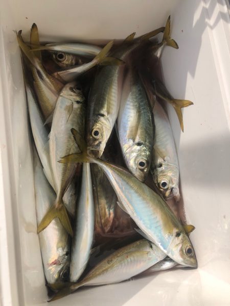 ヤザワ渡船 釣果