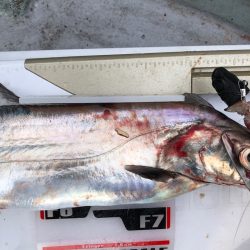 フィッシング キッタカ 釣果