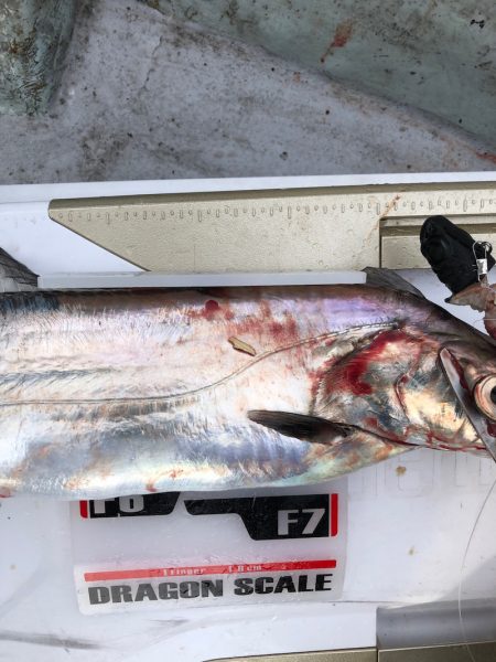 フィッシング キッタカ 釣果