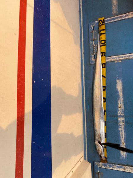 ヤザワ渡船 釣果