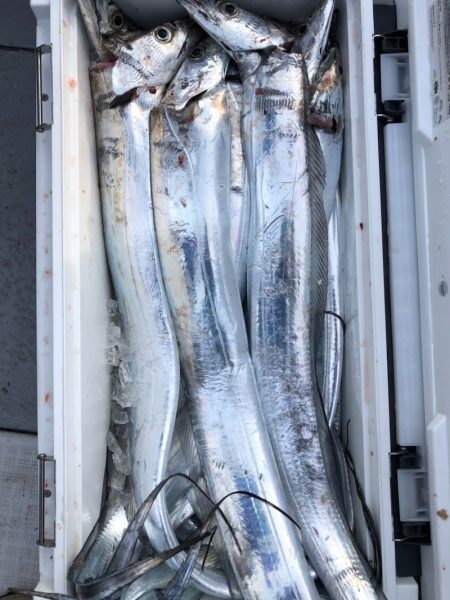 フィッシング キッタカ 釣果