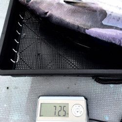 渡船屋たにぐち 釣果