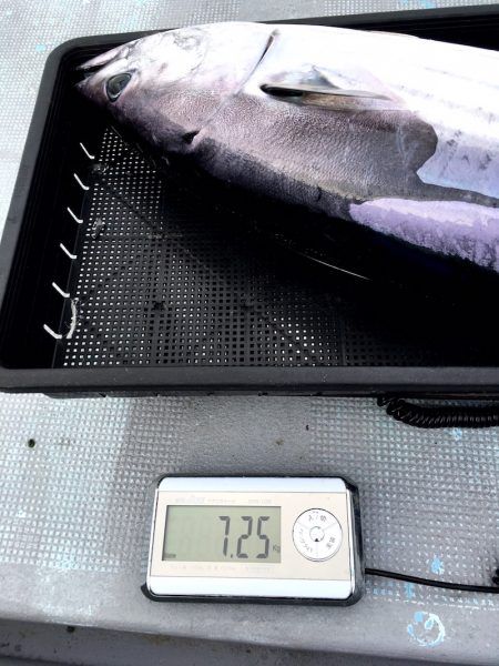 渡船屋たにぐち 釣果