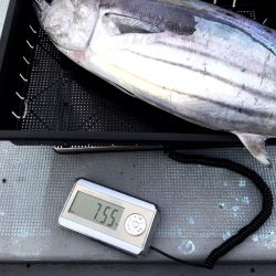 渡船屋たにぐち 釣果