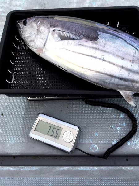 渡船屋たにぐち 釣果