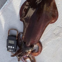 渡船屋たにぐち 釣果