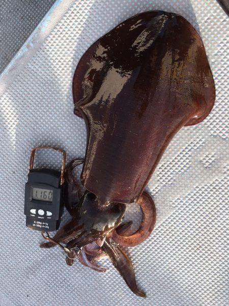 渡船屋たにぐち 釣果