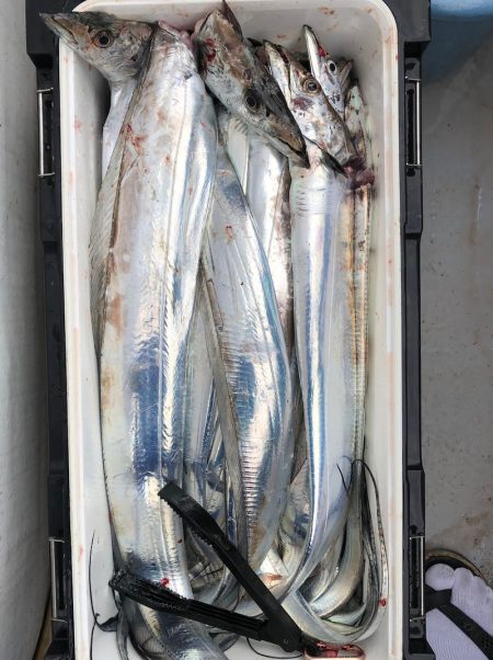 フィッシング キッタカ 釣果