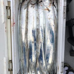 フィッシング キッタカ 釣果