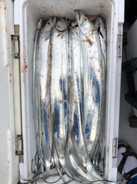 フィッシング キッタカ 釣果