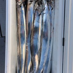 フィッシング　キッタカ 釣果