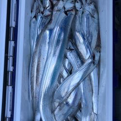 フィッシング　キッタカ 釣果