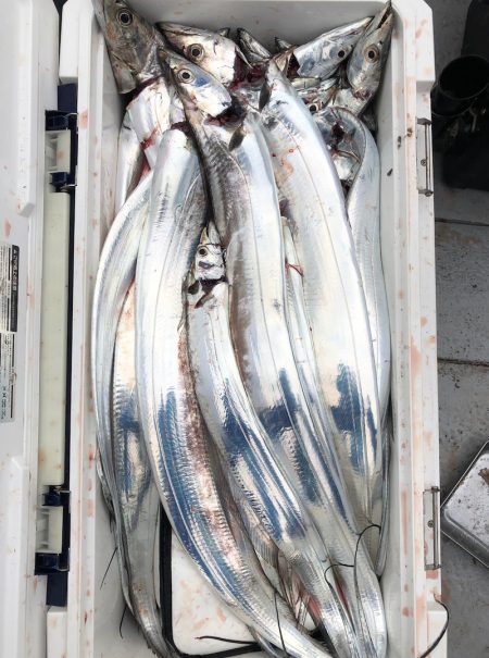 フィッシング キッタカ 釣果