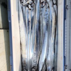 フィッシング キッタカ 釣果