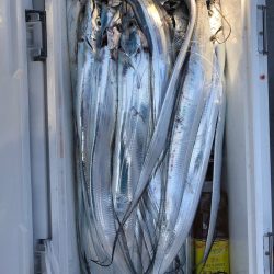 フィッシング キッタカ 釣果