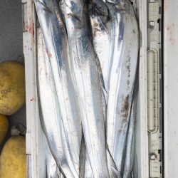 フィッシング キッタカ 釣果