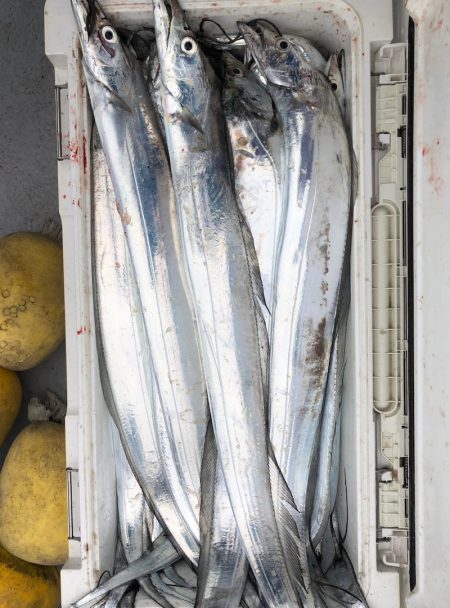 フィッシング キッタカ 釣果