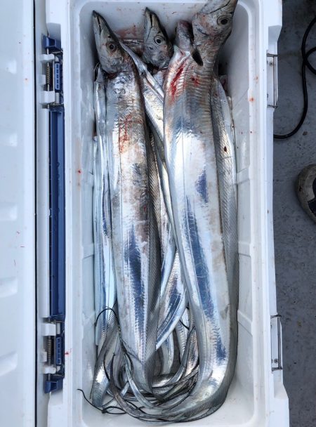 フィッシング キッタカ 釣果