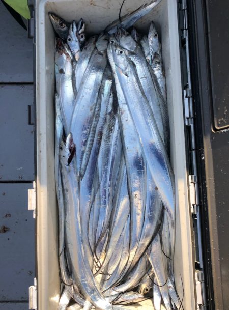 フィッシング キッタカ 釣果