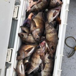 フィッシング　キッタカ 釣果