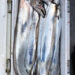 フィッシング キッタカ 釣果