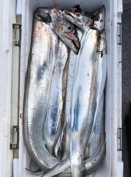 フィッシング キッタカ 釣果