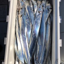 フィッシング　キッタカ 釣果