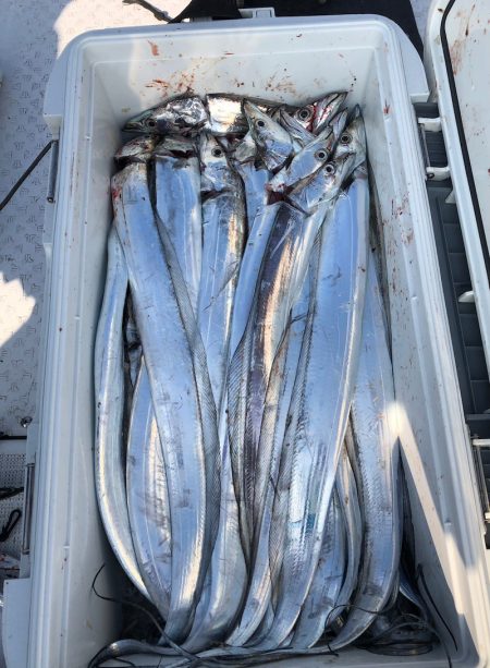 フィッシング キッタカ 釣果