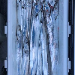 フィッシング　キッタカ 釣果