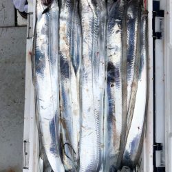 フィッシング　キッタカ 釣果