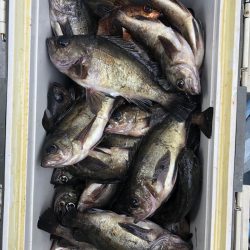 フィッシング　キッタカ 釣果