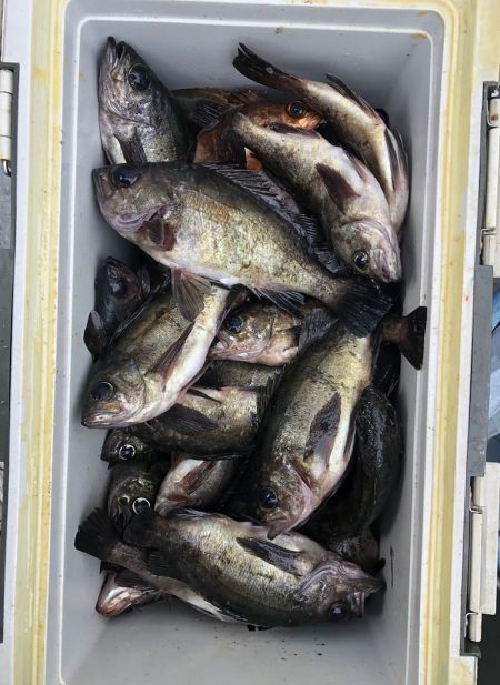 フィッシング キッタカ 釣果