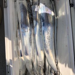 フィッシング　キッタカ 釣果