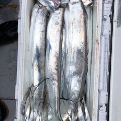 フィッシング　キッタカ 釣果