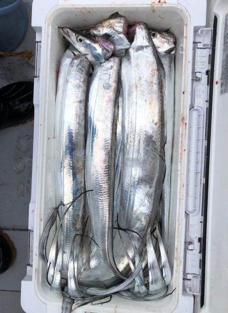 フィッシング　キッタカ 釣果