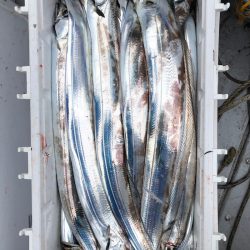 フィッシング キッタカ 釣果