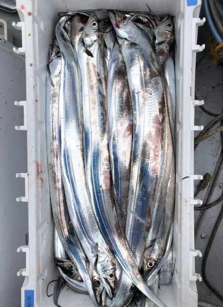 フィッシング キッタカ 釣果