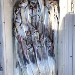 フィッシング キッタカ 釣果