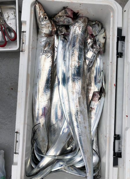 フィッシング　キッタカ 釣果