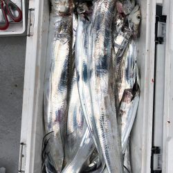 フィッシング　キッタカ 釣果