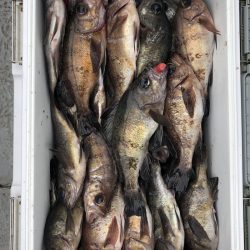 フィッシング　キッタカ 釣果