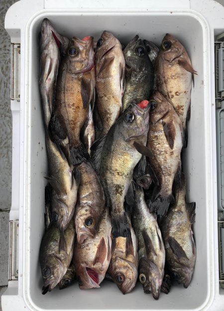 フィッシング　キッタカ 釣果