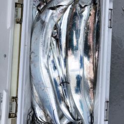 フィッシング　キッタカ 釣果