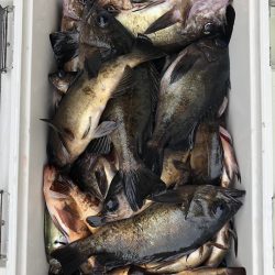 フィッシング　キッタカ 釣果