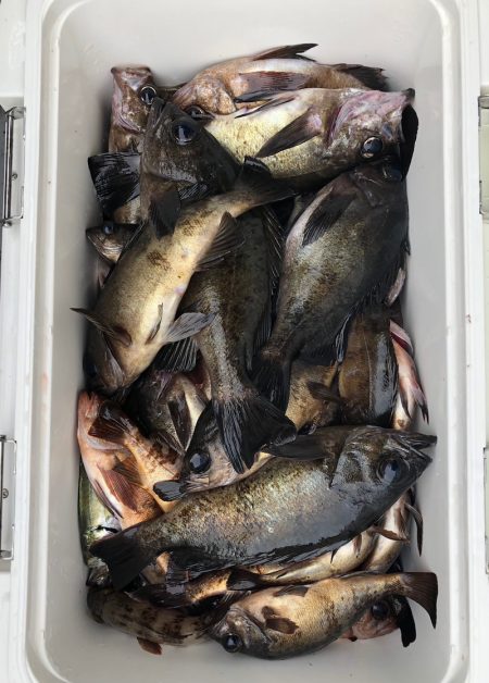 フィッシング　キッタカ 釣果