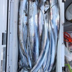 フィッシング　キッタカ 釣果