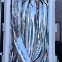 フィッシング キッタカ 釣果